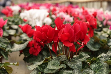 Many potted blooming flowers in greenhouse, closeup. Home gardening