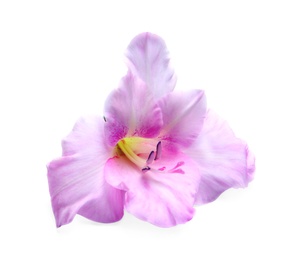 Photo of Beautiful gladiolus flower on white background