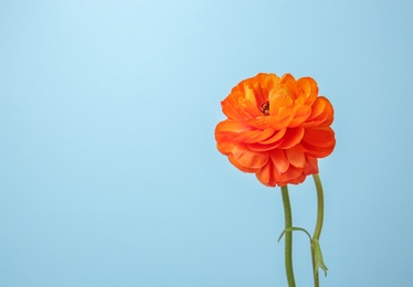 Photo of Beautiful ranunculus flower on color background