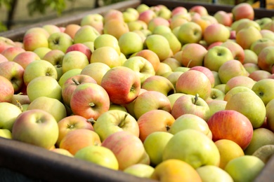 Photo of Fresh ripe juicy apples in crate outdoors
