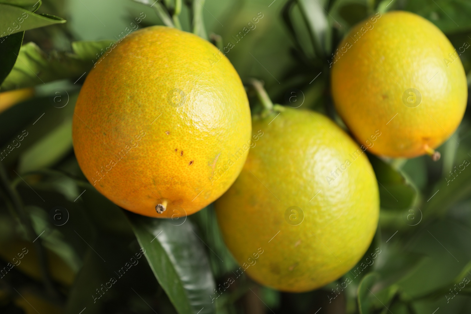 Photo of Closeup view of lemon tree with ripe fruits outdoors