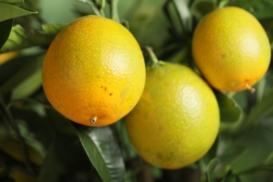 Photo of Closeup view of lemon tree with ripe fruits outdoors