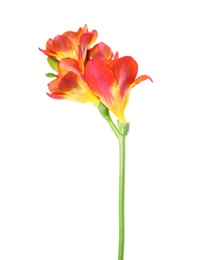 Beautiful spring freesia flower isolated on white