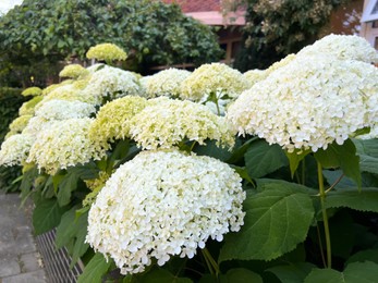 Photo of Beautiful hydrangea with blooming white flowers growing outdoors