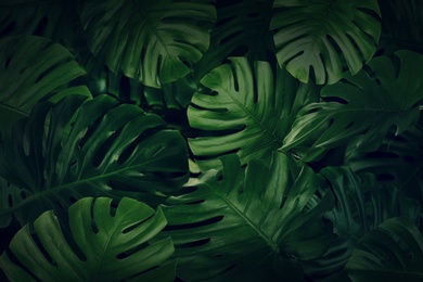 Image of Many bright green tropical leaves as background