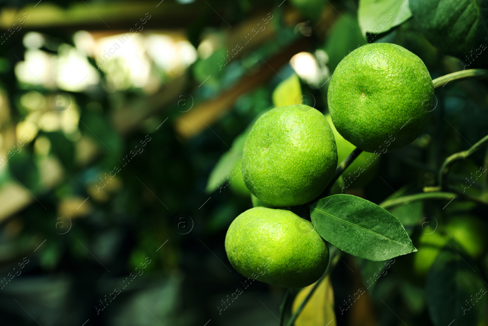 Photo of Unripe lemons growing on tree outdoors, closeup. Space for text