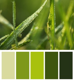 Color palette appropriate to photo of green grass with morning dew outdoors, closeup