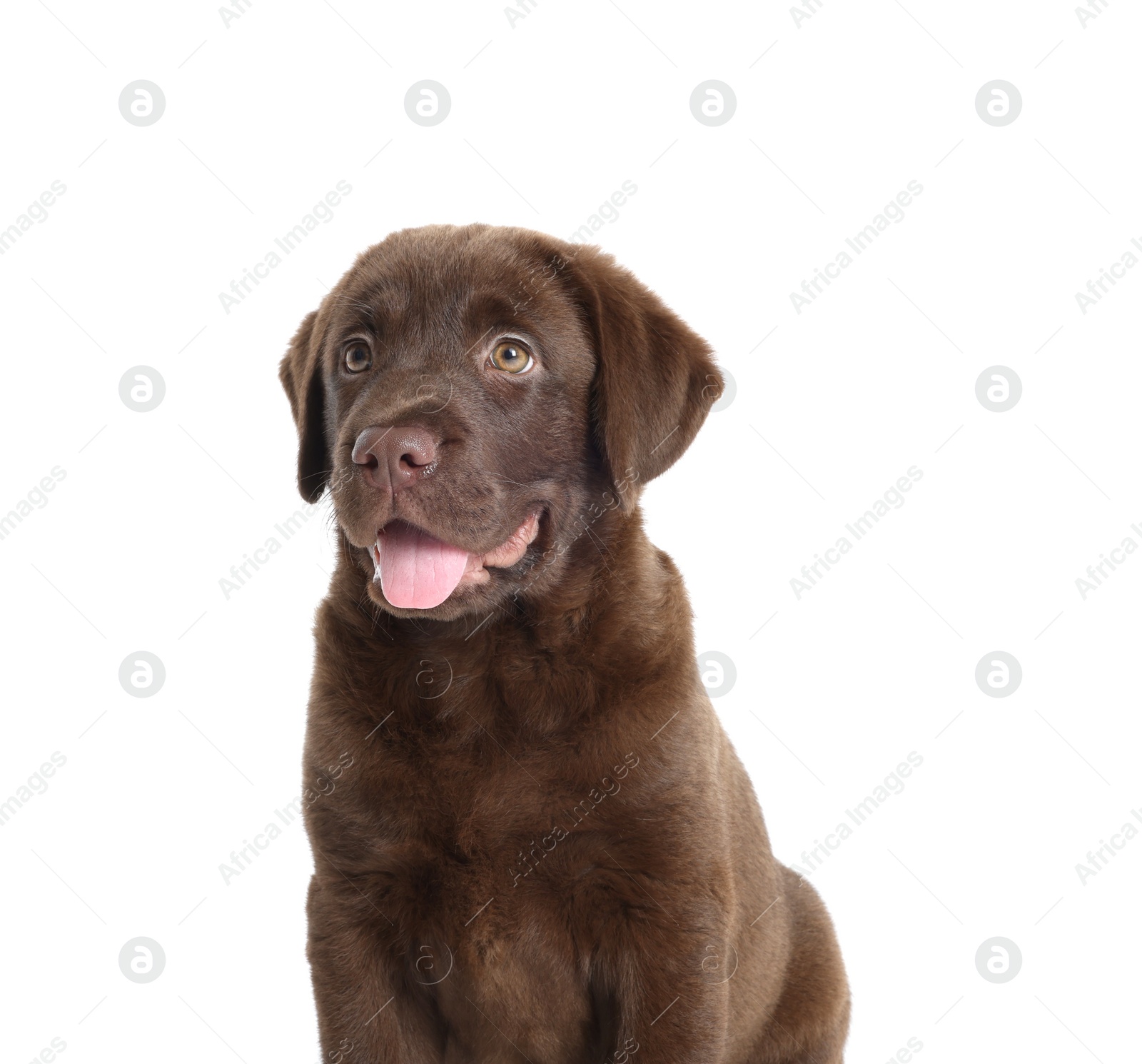 Cute chocolate Labrador Retriever puppy on white background Photo of Cute chocolate Labrador Retriever puppy on white background