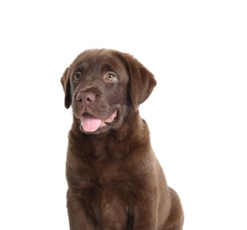 Photo of Cute chocolate Labrador Retriever puppy on white background