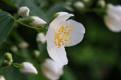 Photo of Closeup view of beautiful blooming white jasmine shrub outdoors