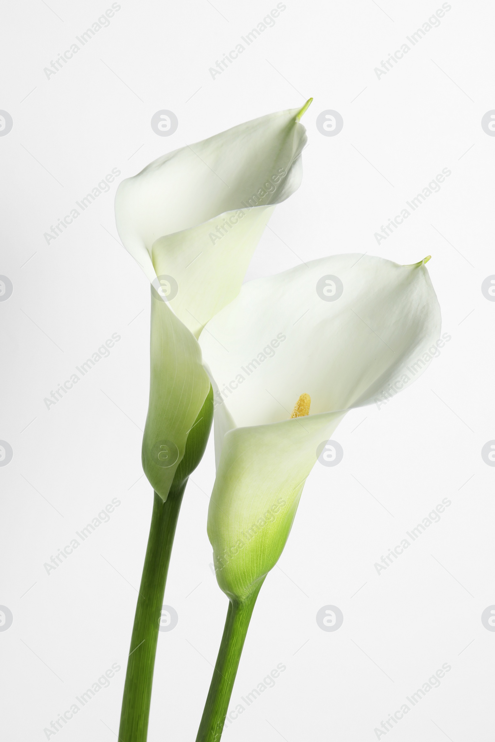 Photo of Beautiful calla lily flowers on white background