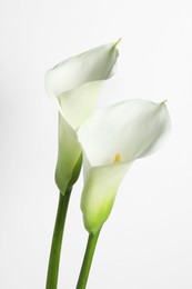 Beautiful calla lily flowers on white background