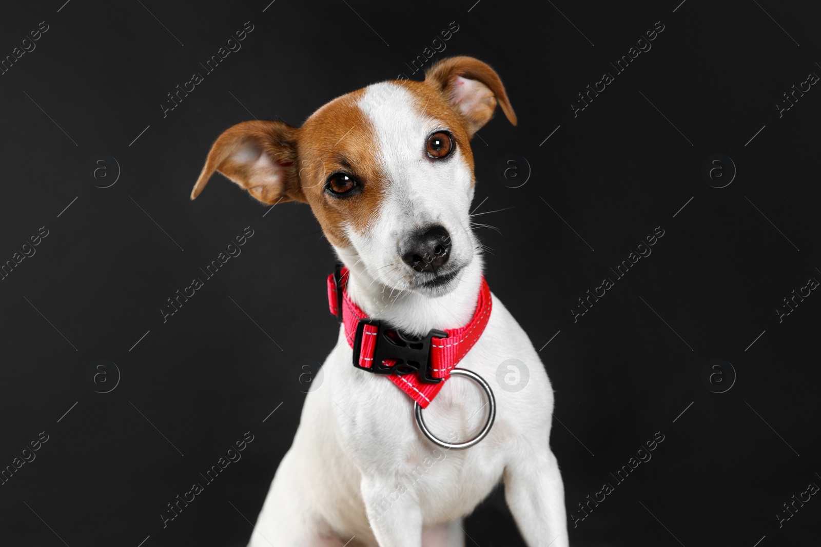 Photo of Adorable Jack Russell terrier with collar on black background