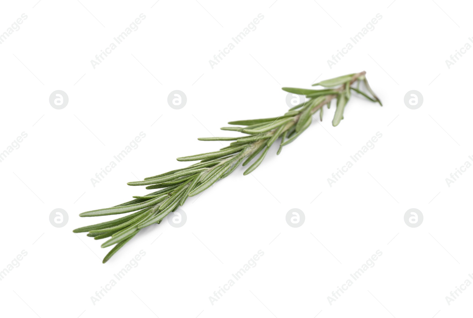 Photo of Fresh green rosemary isolated on white. Aromatic herb