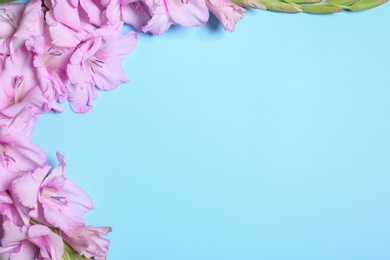 Flat lay composition with beautiful gladiolus flowers on blue background. Space for text