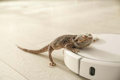 Robotic vacuum cleaner and bearded dragon lizard indoors