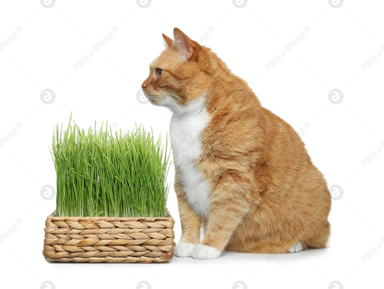 Photo of Cute ginger cat and potted green grass on white background