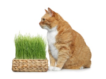 Cute ginger cat and potted green grass on white background