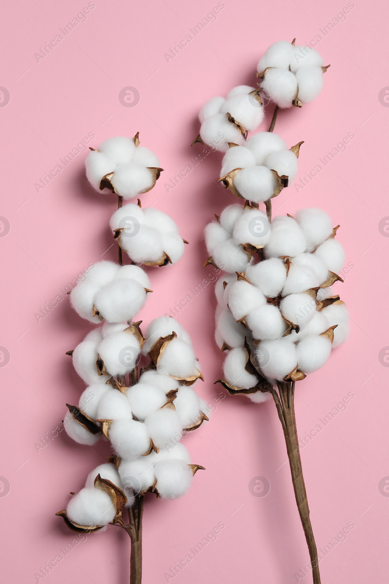 Photo of Branches with cotton flowers on pink background, top view