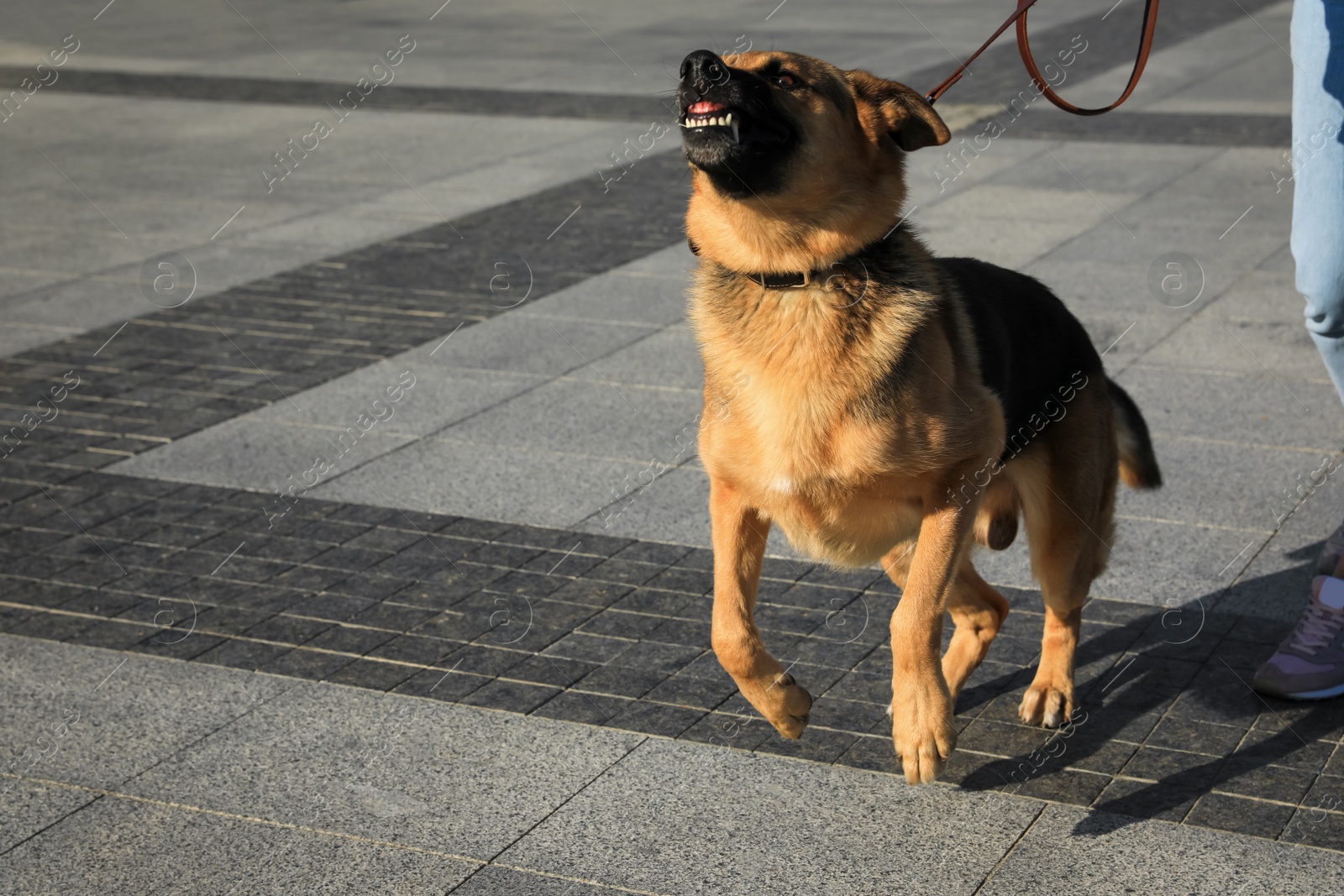 Photo of Woman with her aggressive dog walking outdoors, closeup