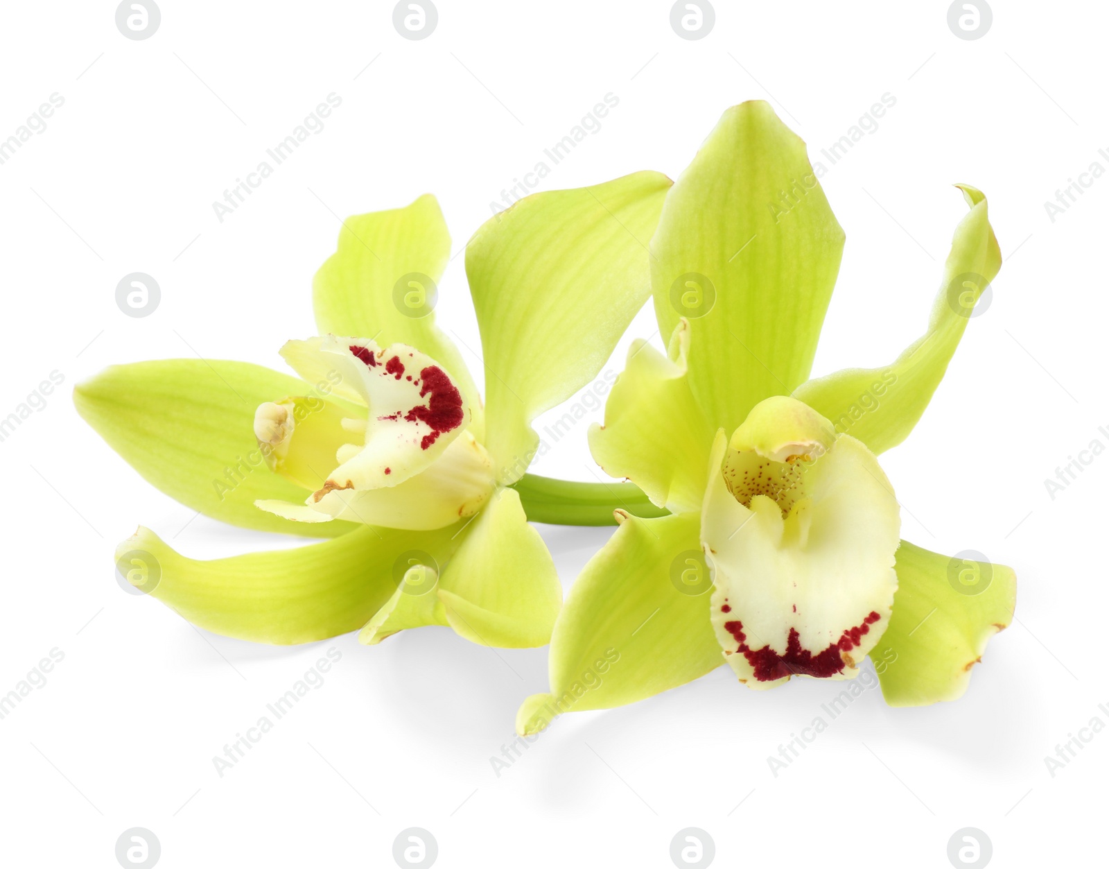 Photo of Beautiful tropical orchid flowers on white background