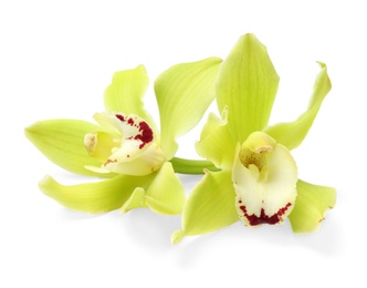 Beautiful tropical orchid flowers on white background