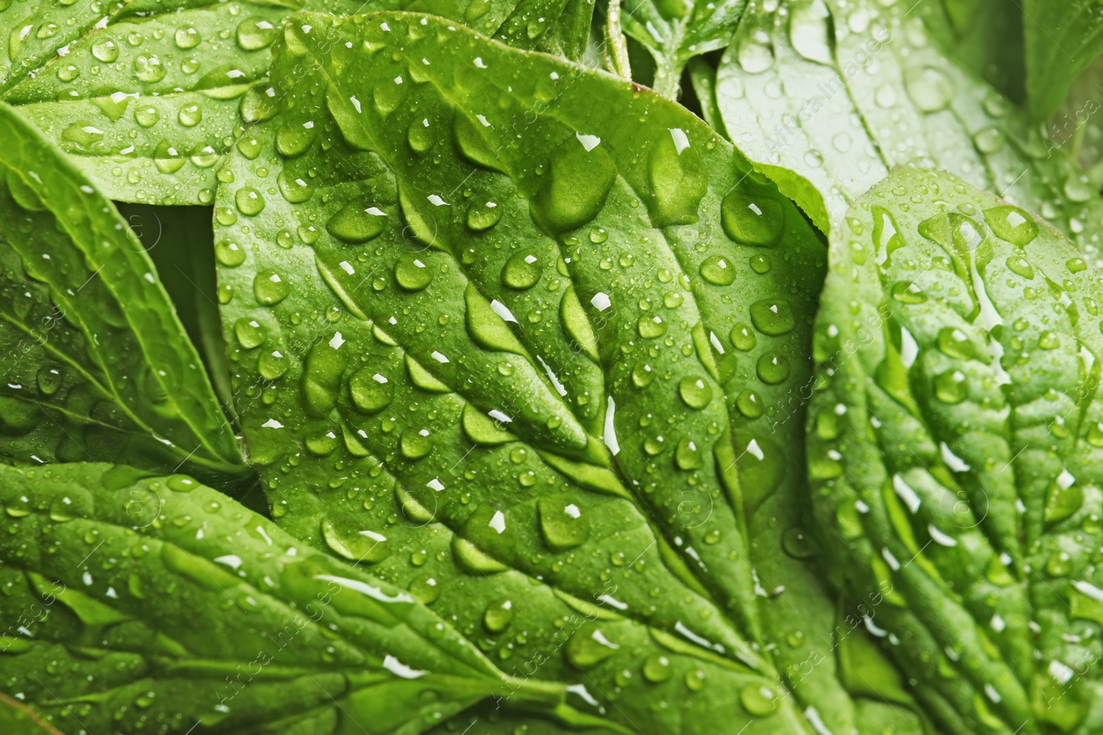 Photo of Beautiful green leaves with dew as background