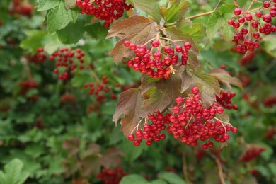Photo of Beautiful Viburnum shrub with bright berries growing outdoors, space for text