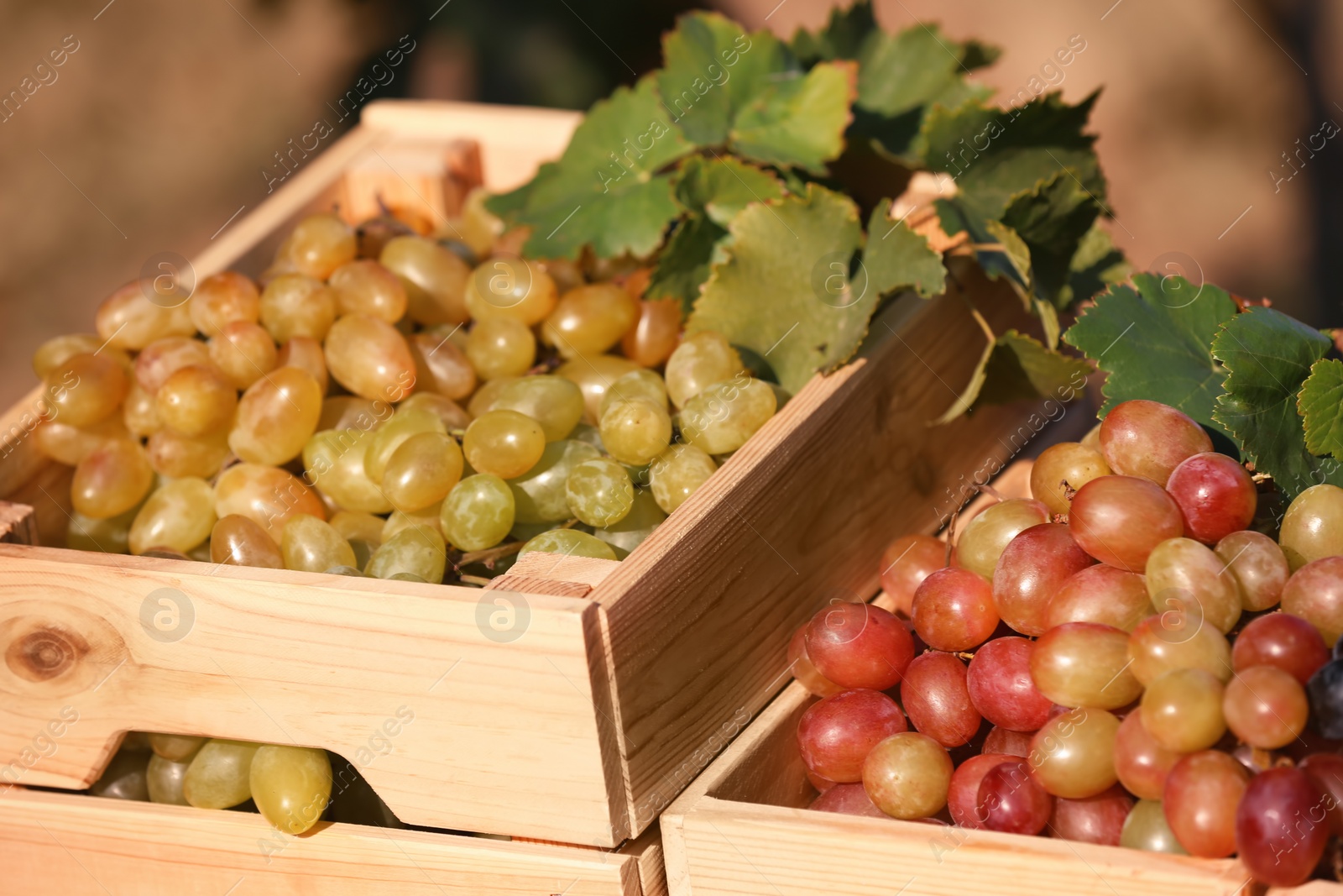 Photo of Fresh ripe juicy grapes in wooden crates against blurred background