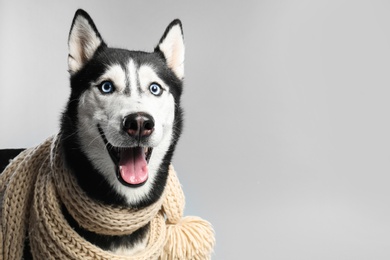 Photo of Cute Siberian Husky dog on light grey background. Space for text