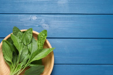 Photo of Broadleaf plantain leaves on blue wooden table, top view. Space for text