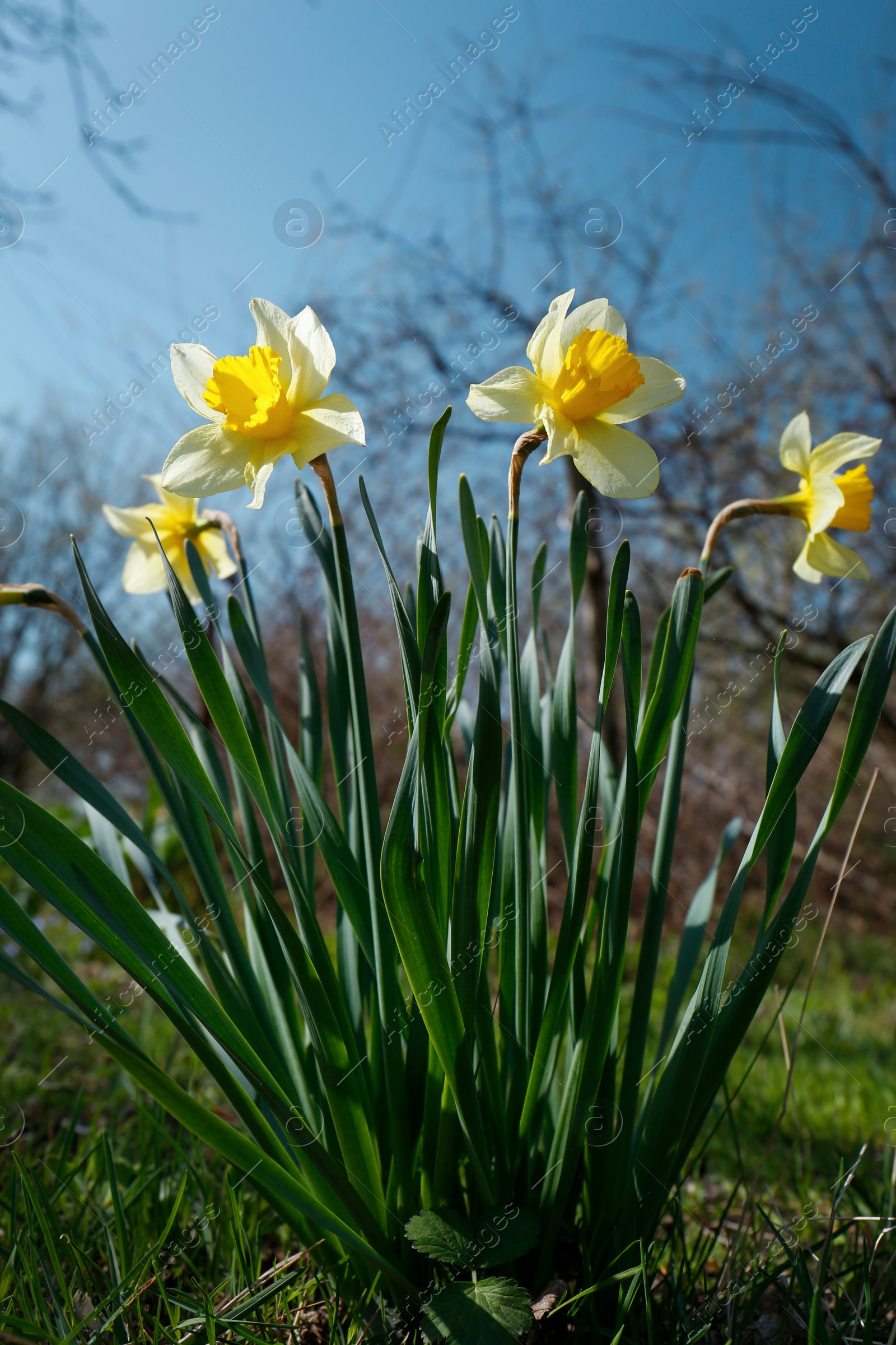 Photo of Beautiful yellow daffodils outdoors on spring day