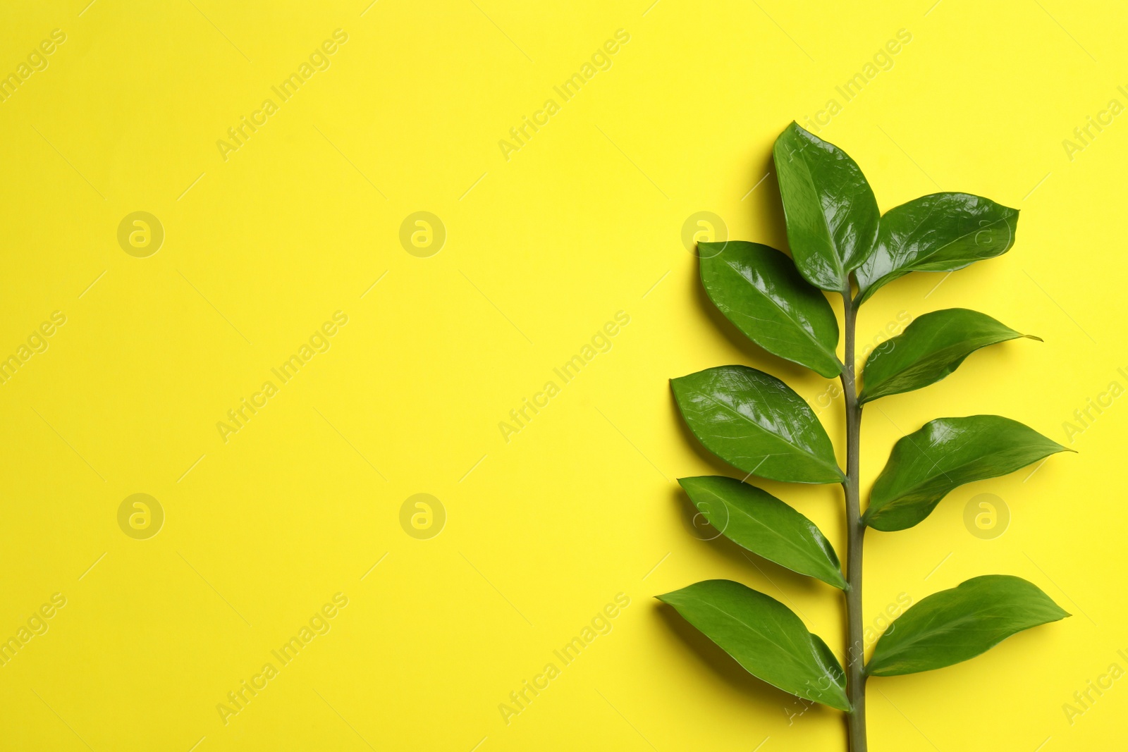 Photo of Branch of tropical zamioculcas plant with leaves on color background, top view. Space for text