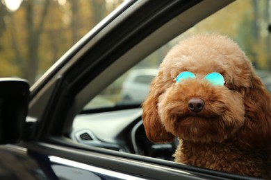 Photo of Cute dog in sunglasses inside black car, view from outside