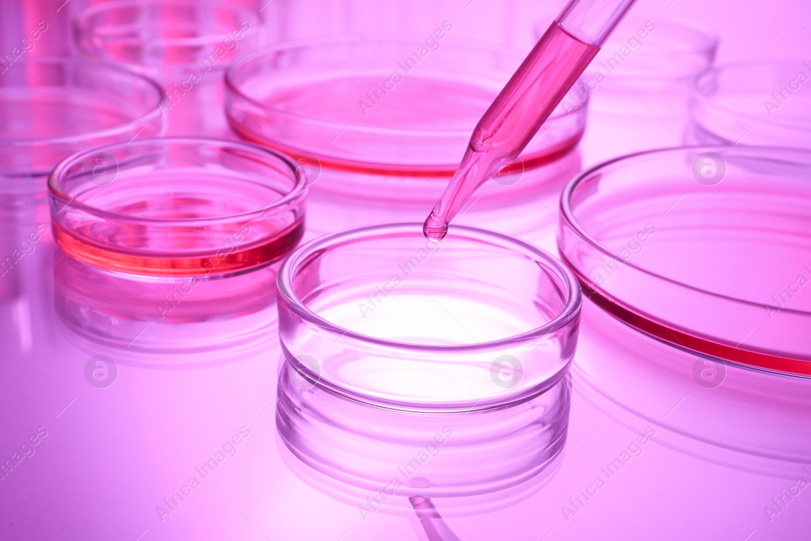 Photo of Dripping reagent into Petri dish with sample on table, toned in pink