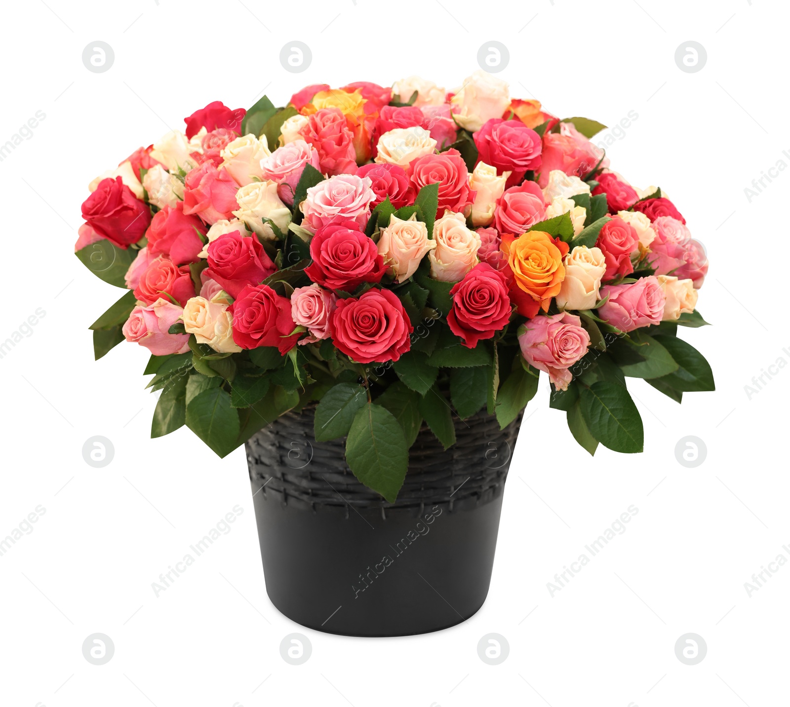 Photo of Bouquet of beautiful roses isolated on white