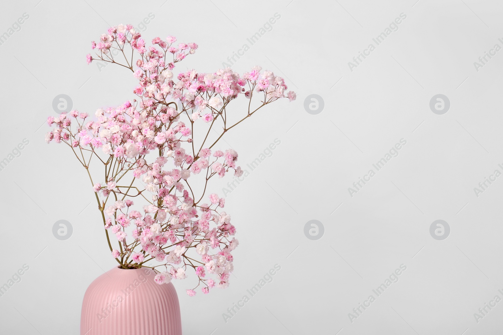 Photo of Beautiful gypsophila flowers in pink vase on white background