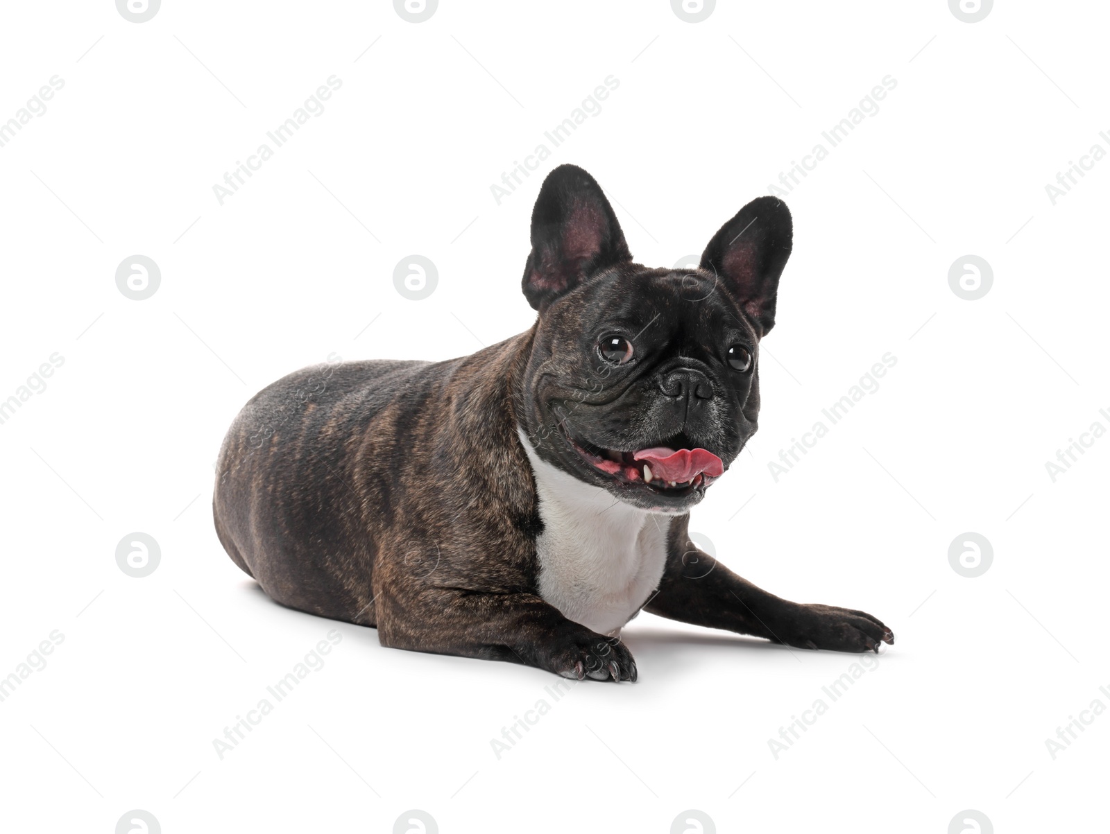 Photo of Adorable French Bulldog on white background. Lovely pet