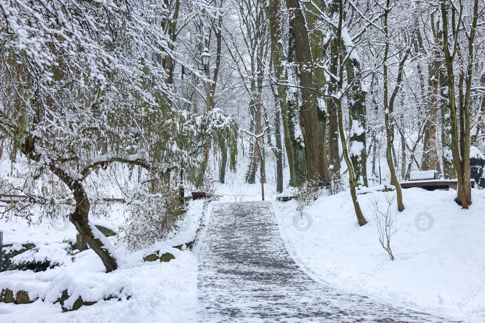 Photo of Trees covered with snow and pathway in winter park