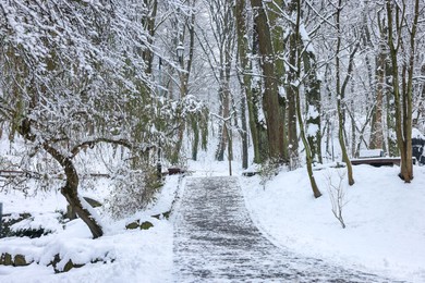 Trees covered with snow and pathway in winter park