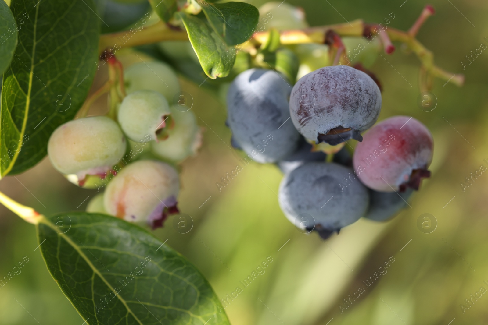 Photo of Wild blueberries growing outdoors, closeup. Seasonal berries