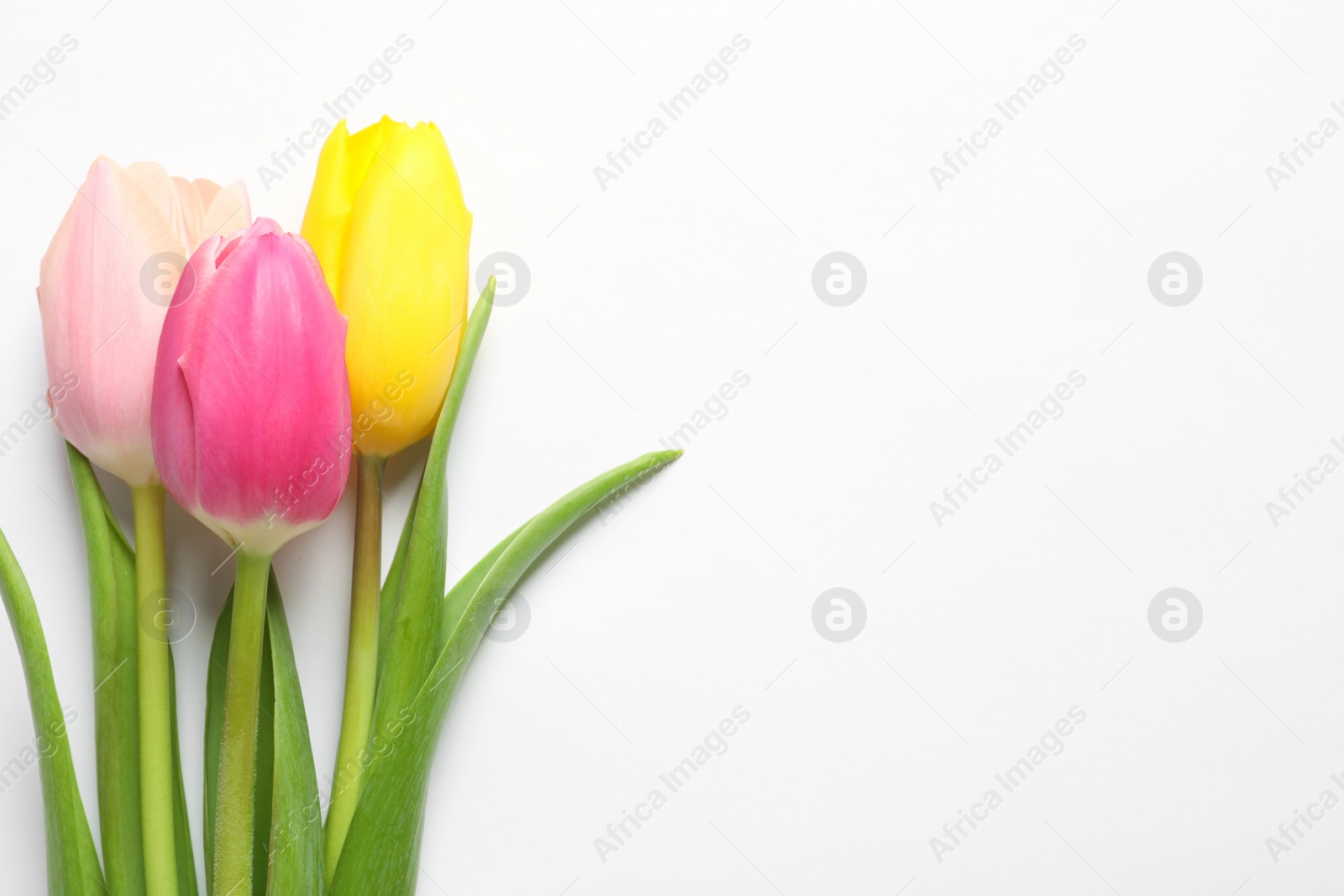 Photo of Beautiful spring tulips on white background, top view. International Women's Day