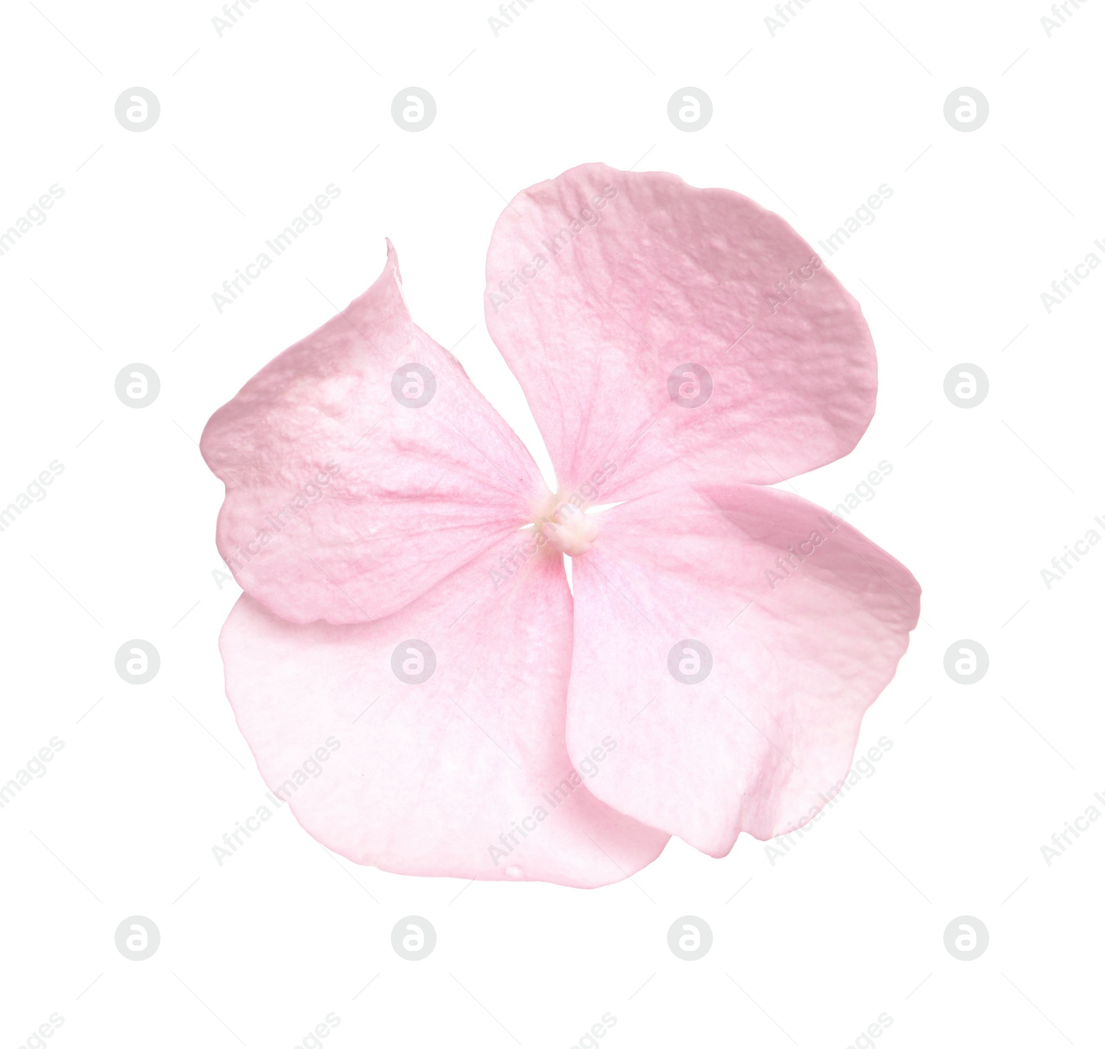Photo of Beautiful light pink hortensia plant floret isolated on white