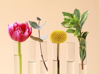 Photo of Different plants in test tubes on beige background, closeup