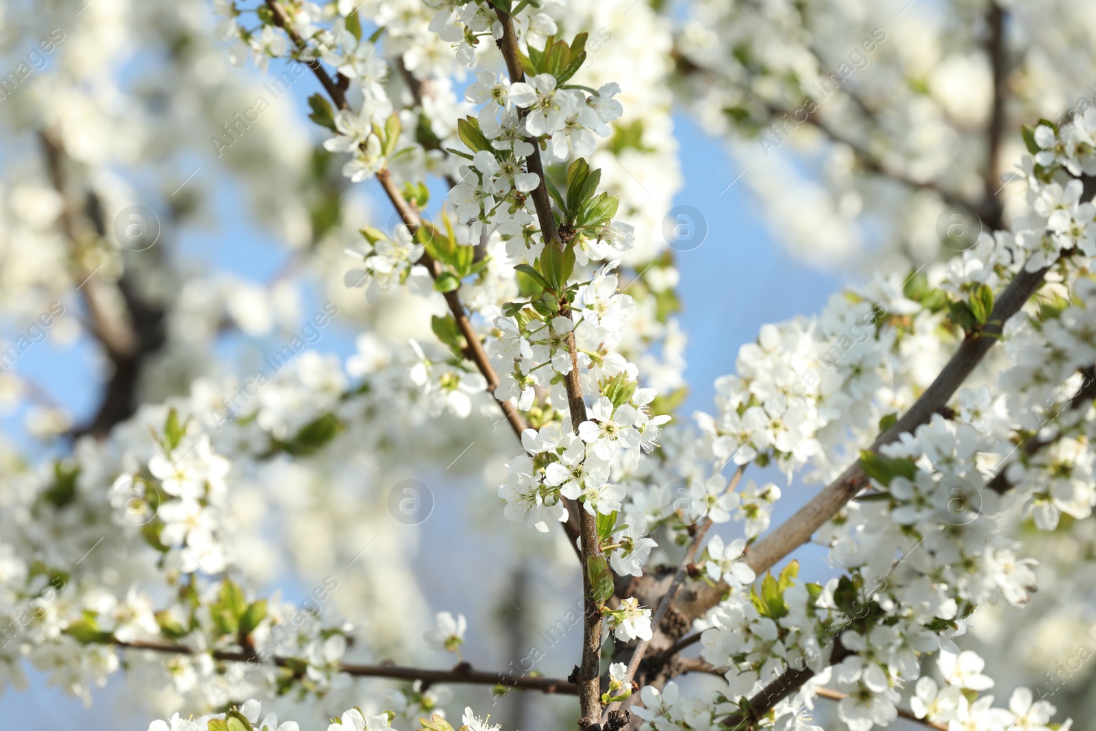 Photo of Branches of blossoming cherry plum tree against blue sky, closeup