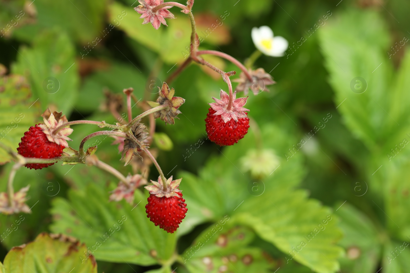 Photo of Small wild strawberries growing outdoors, space for text. Seasonal berries