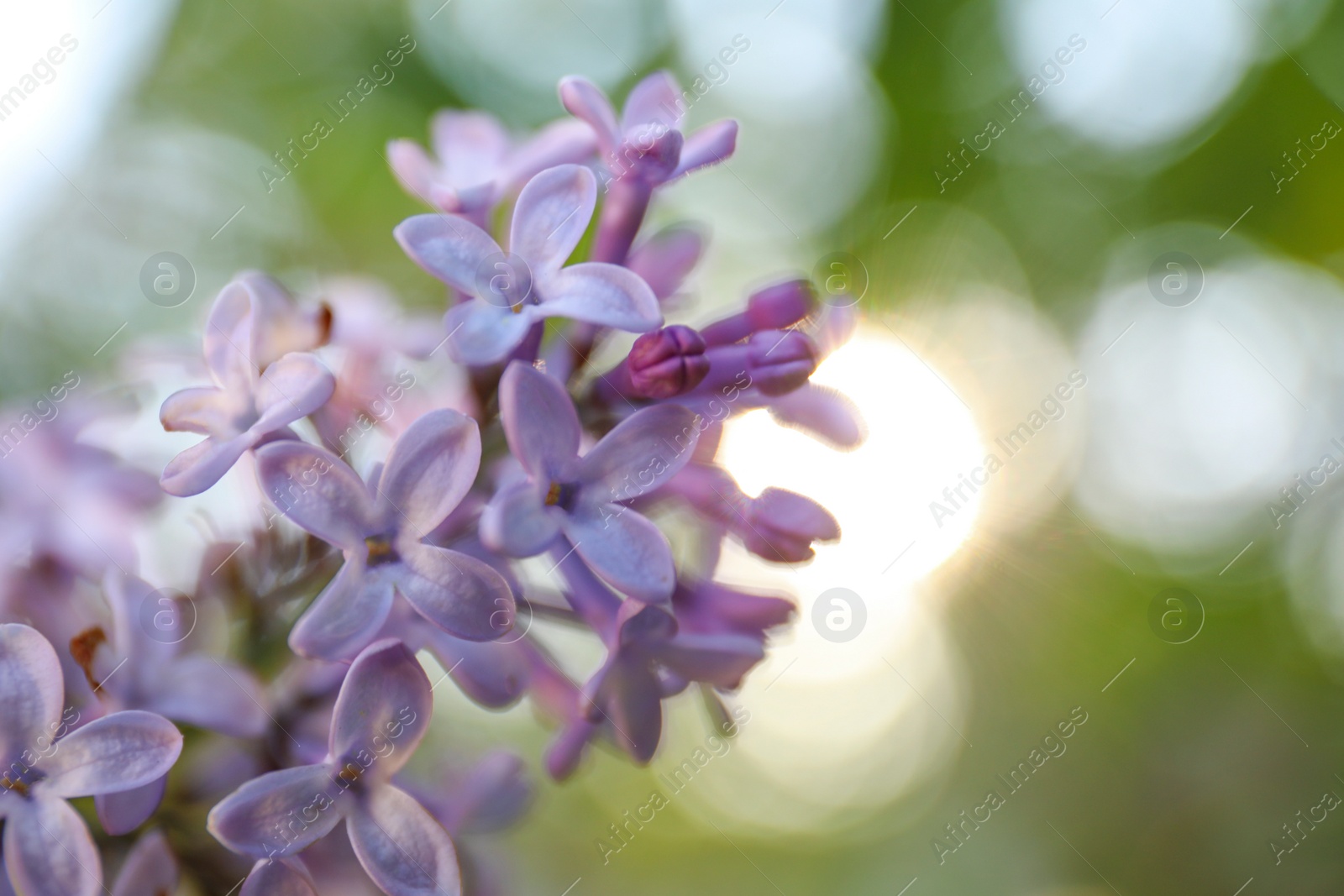 Photo of Closeup view of beautiful blossoming lilac shrub outdoors