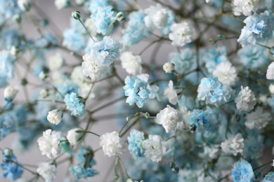 Beautiful dyed gypsophila flowers on light grey background, closeup