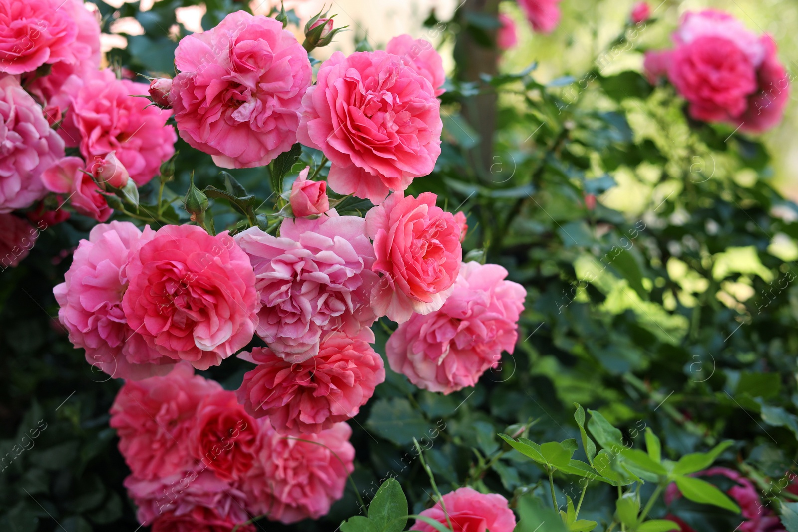 Photo of Closeup view of beautiful blooming rose bush outdoors on summer day