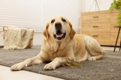 Photo of Naughty Labrador Retriever dog near damaged electrical wire at home